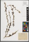 Foto von Salix purpurea L.